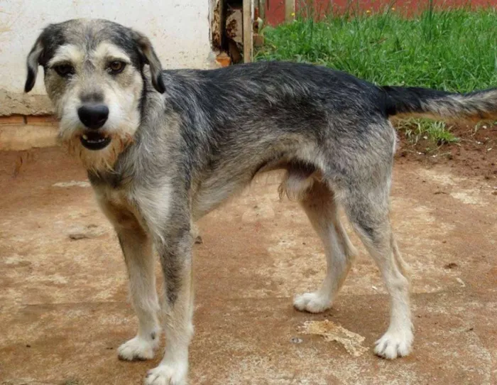 Cachorro ra a SRD idade 2 anos nome Thor