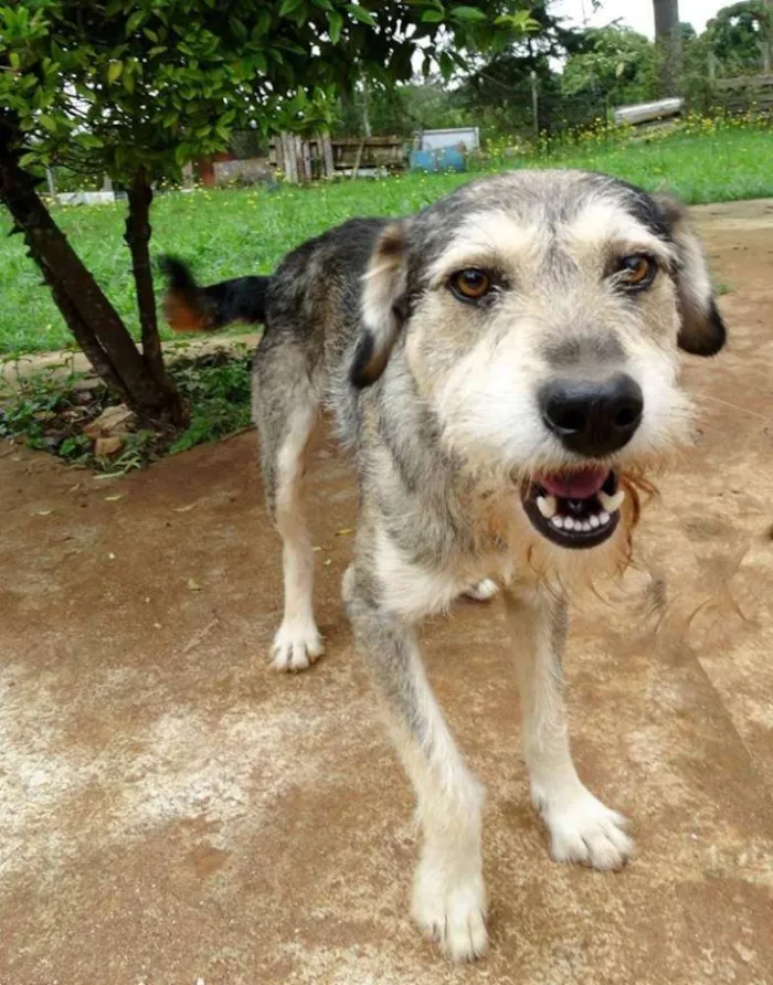 Cachorro ra a SRD idade 2 anos nome Thor
