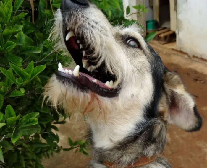 Cachorro ra a SRD idade 2 anos nome Thor