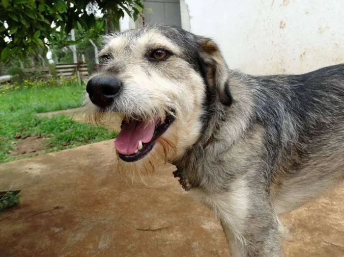 Cachorro ra a SRD idade 2 anos nome Thor