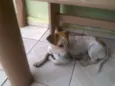 Jack