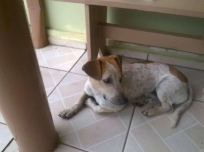 Cachorro ra a srd idade 2 anos nome Jack
