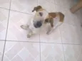 Jack
