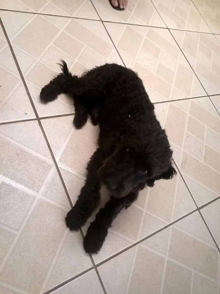 Cachorro ra a SRD idade 2 anos nome Shaw