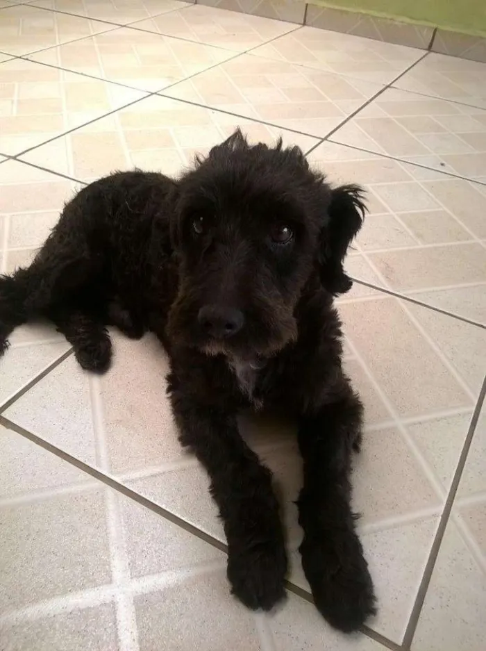 Cachorro ra a SRD idade 2 anos nome Shaw