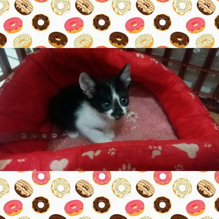 Gato ra a  idade Abaixo de 2 meses nome gatinhos