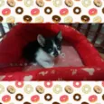 gatinhos