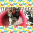 gatinhos