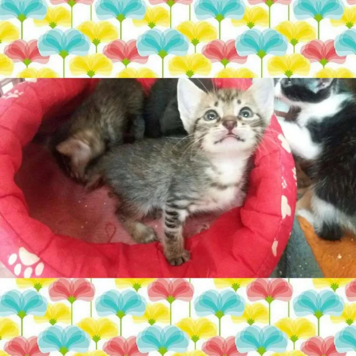 Gato ra a  idade Abaixo de 2 meses nome gatinhos
