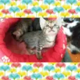 gatinhos
