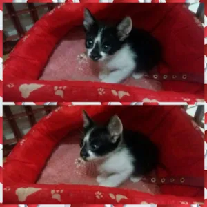 Gato raça  idade Abaixo de 2 meses nome gatinhos