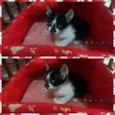gatinhos