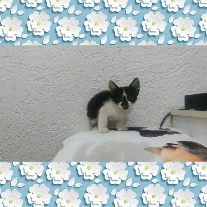 Gato ra a  idade Abaixo de 2 meses nome gatinhos