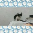 gatinhos
