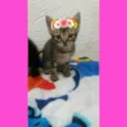 gatinhos