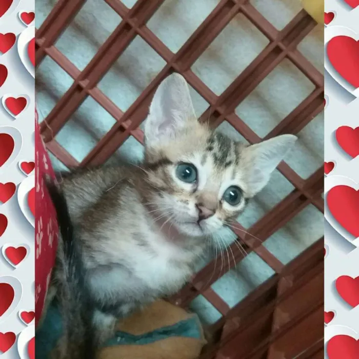 Gato ra a  idade Abaixo de 2 meses nome gatinhos