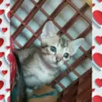 gatinhos
