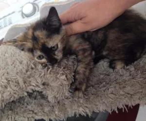 Gato raça SRD idade Abaixo de 2 meses nome Gatinha 2