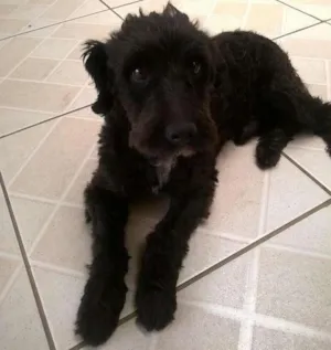 Cachorro raça SRD idade 2 anos nome Shaw