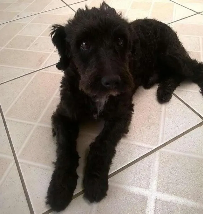 Cachorro ra a SRD idade 2 anos nome Shaw