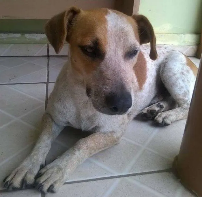 Cachorro ra a srd idade 2 anos nome Jack