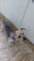 Fofo