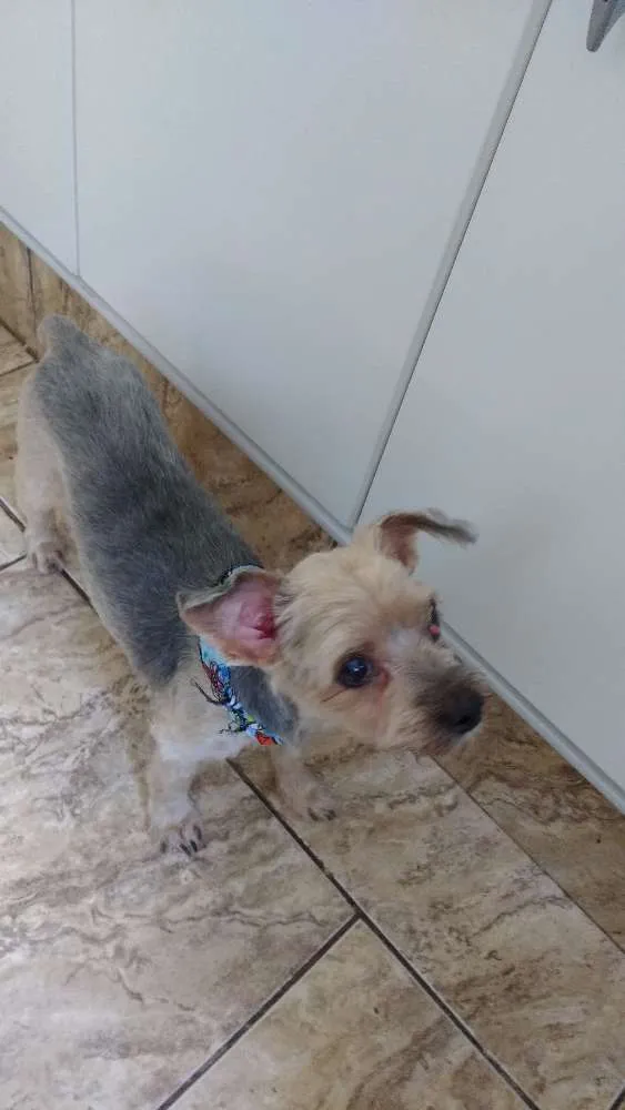 Cachorro ra a yorkshire idade 6 ou mais anos nome Fofo