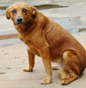 Cachorro raça SRD idade  nome Mel