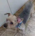 Fofo