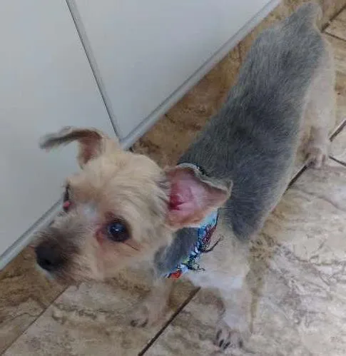 Cachorro ra a yorkshire idade 6 ou mais anos nome Fofo