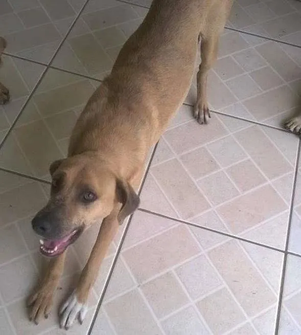 Cachorro ra a SRD idade 2 anos nome Lorenzo