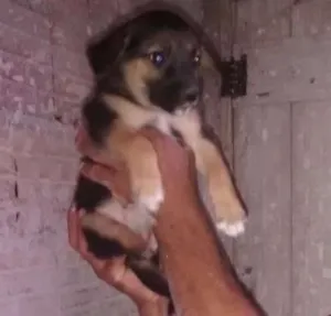Cachorro raça Não se idade Abaixo de 2 meses nome Não tem