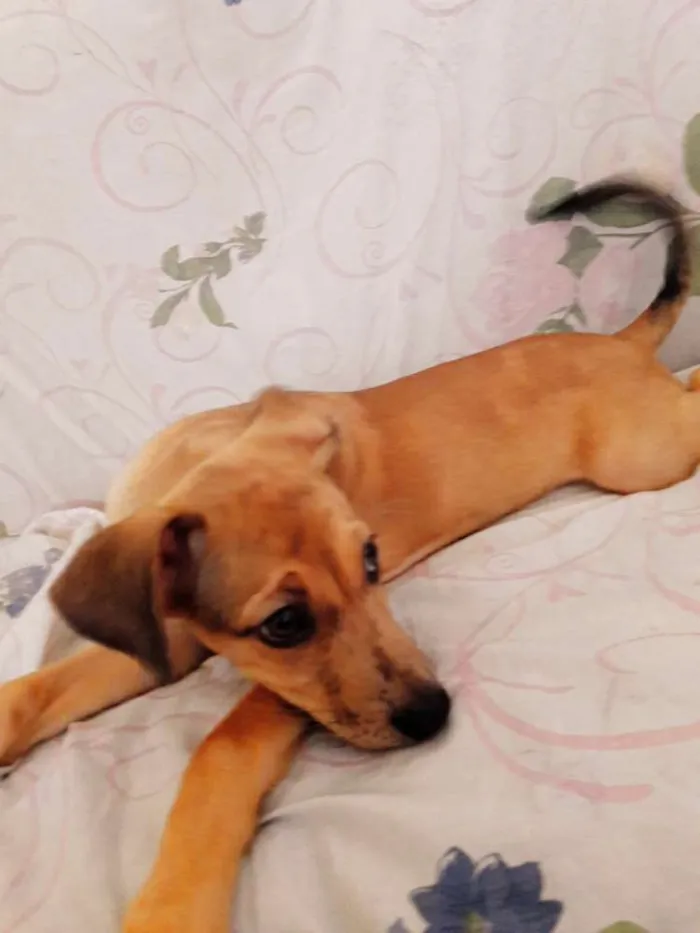 Cachorro ra a salsicha idade 2 a 6 meses nome luka