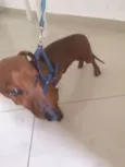 Dachshund