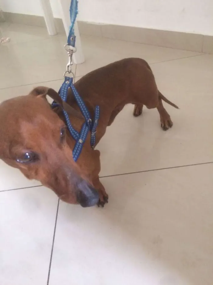 Cachorro ra a Dachshund idade 2 anos nome Dachshund