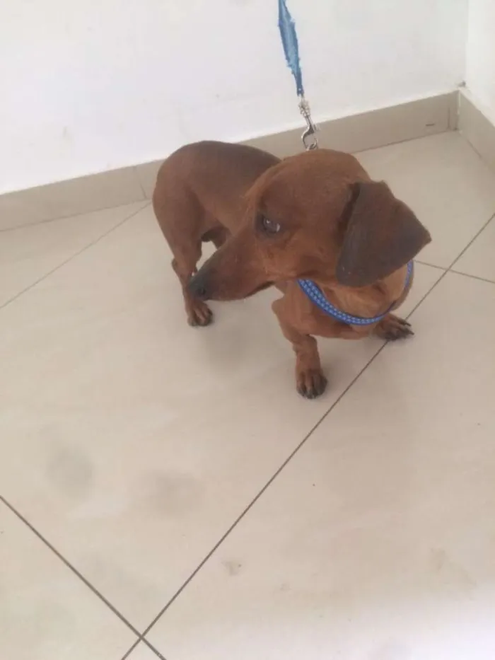 Cachorro ra a Dachshund idade 2 anos nome Dachshund