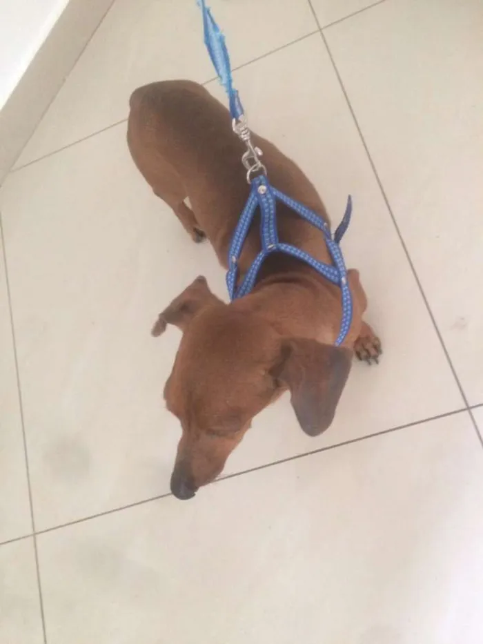 Cachorro ra a Dachshund idade 2 anos nome Dachshund