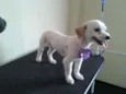 Princesa