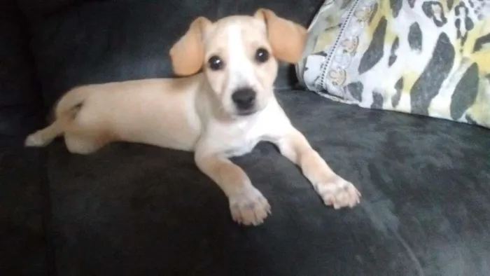 Cachorro ra a Vira-Lata idade 2 a 6 meses nome Branquelo