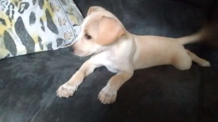 Cachorro ra a Vira-Lata idade 2 a 6 meses nome Branquelo