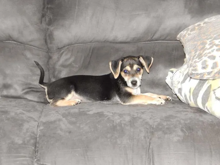 Cachorro ra a Vira-Lata idade 2 a 6 meses nome Alicinha
