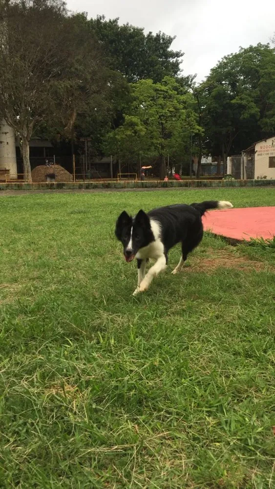 Cachorro ra a Border Colie idade 7 a 11 meses nome Nina