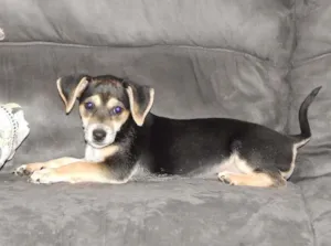 Cachorro raça Vira-Lata idade 2 a 6 meses nome Alicinha