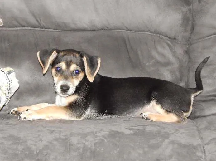 Cachorro ra a Vira-Lata idade 2 a 6 meses nome Alicinha