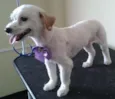 Princesa