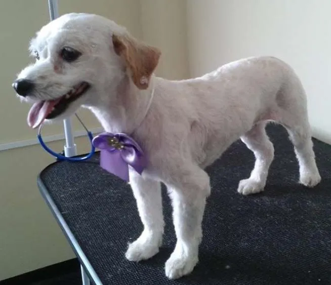 Cachorro ra a Poodle idade 2 anos nome Princesa