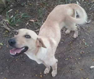 Cachorro raça srd idade  nome não tem