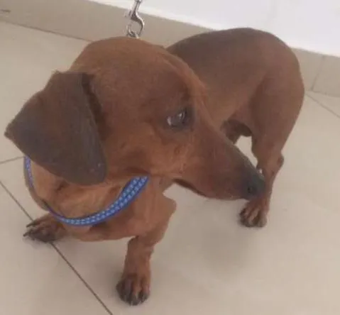 Cachorro ra a Dachshund idade 2 anos nome Dachshund