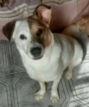 Cachorro raça SRD idade 1 ano nome Branquinho