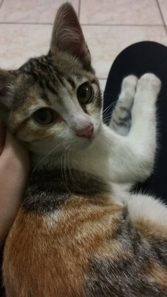 Gato ra a  idade 2 a 6 meses nome Emma